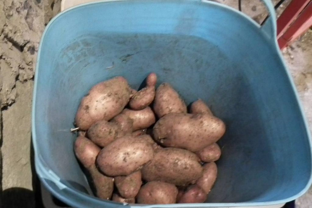 Sarpo Mira Potatoes