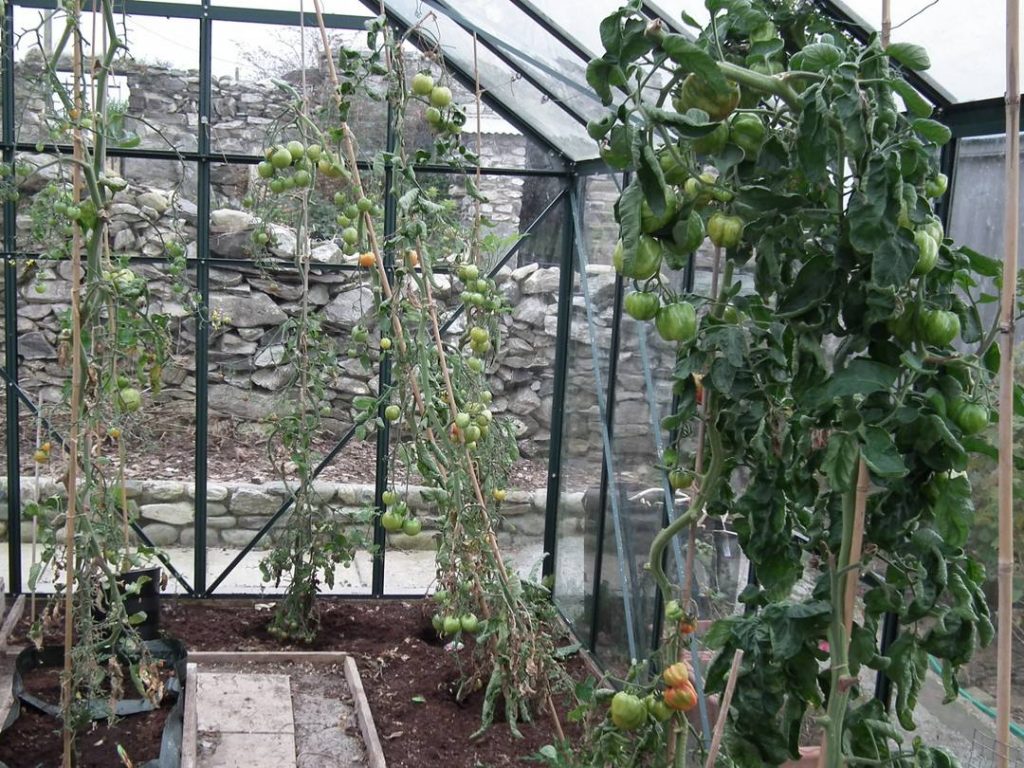Last Tomatoes in Greenhouse