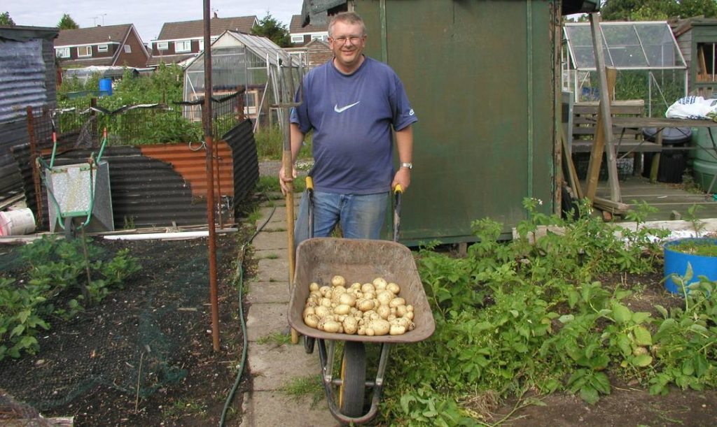 John Harrison with potatoes on allotment