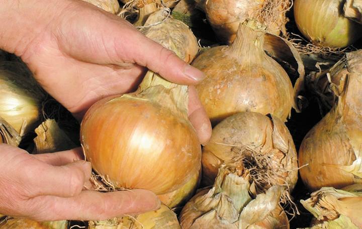 Bedfordshire Champion Onions