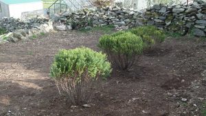 Hebe Shrubs in Poultry Area