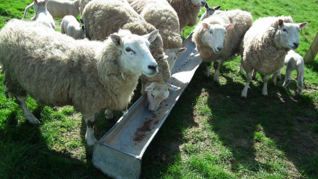 Texel Sheep