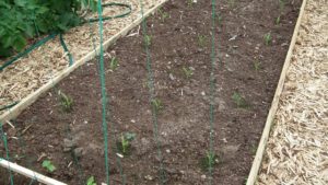 Sweetcorn Planted Polytunnel