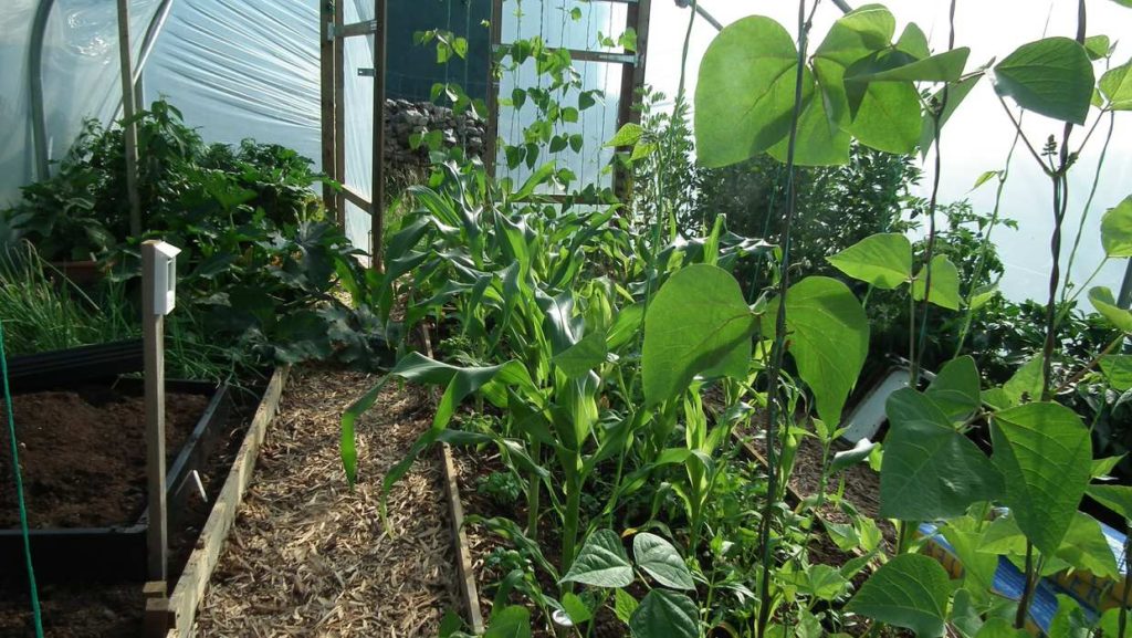 Beans Sweetcorn in Polytunnel