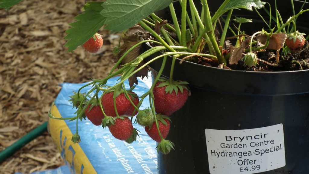 Strawberries Growing in Pot