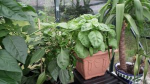 Basil in Pot in Greenhouse