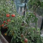 Ailsa Craig Tomatoes