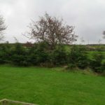 Leylandii Windbreak Hedge