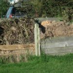 Cat and Compost Heap