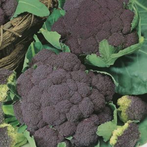 purple cauliflower Di Sicilia Violetto