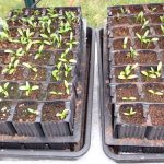 Parsnip Seedlings Rootrainers