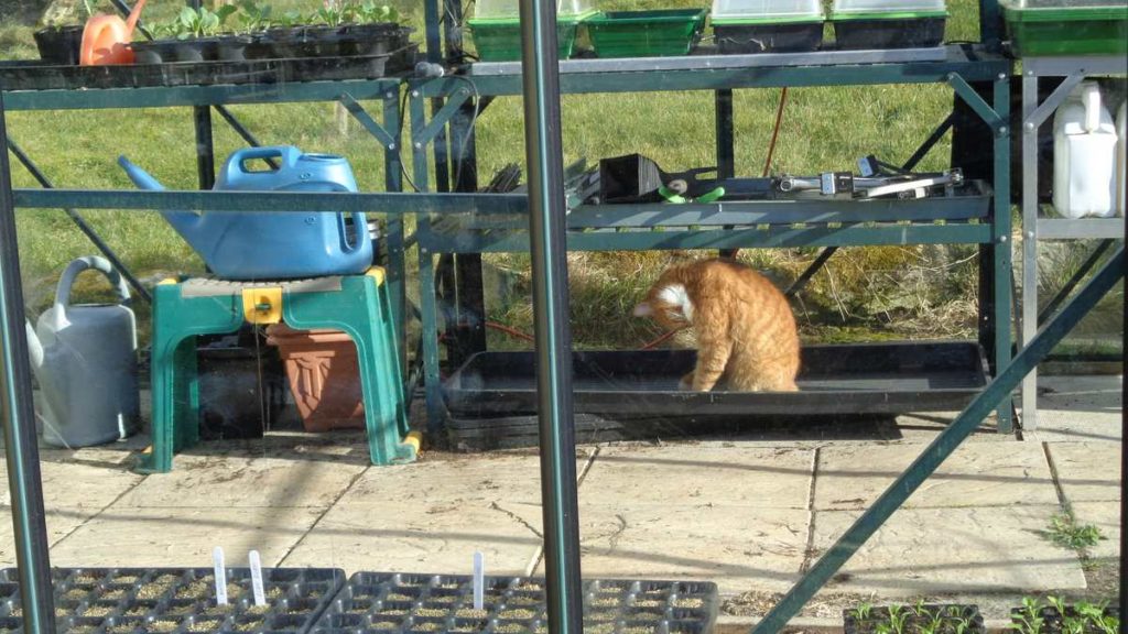 Cat in Greenhouse