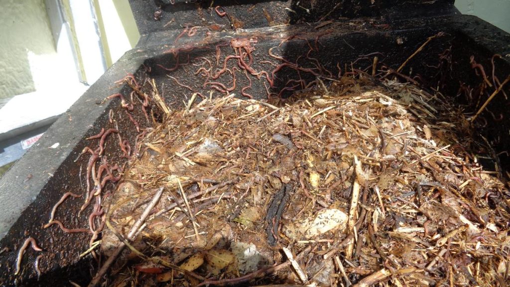 Worms Compost