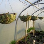 Strawberries in Hanging Baskets