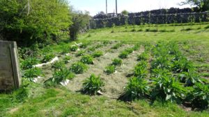 Mulched Comfrey