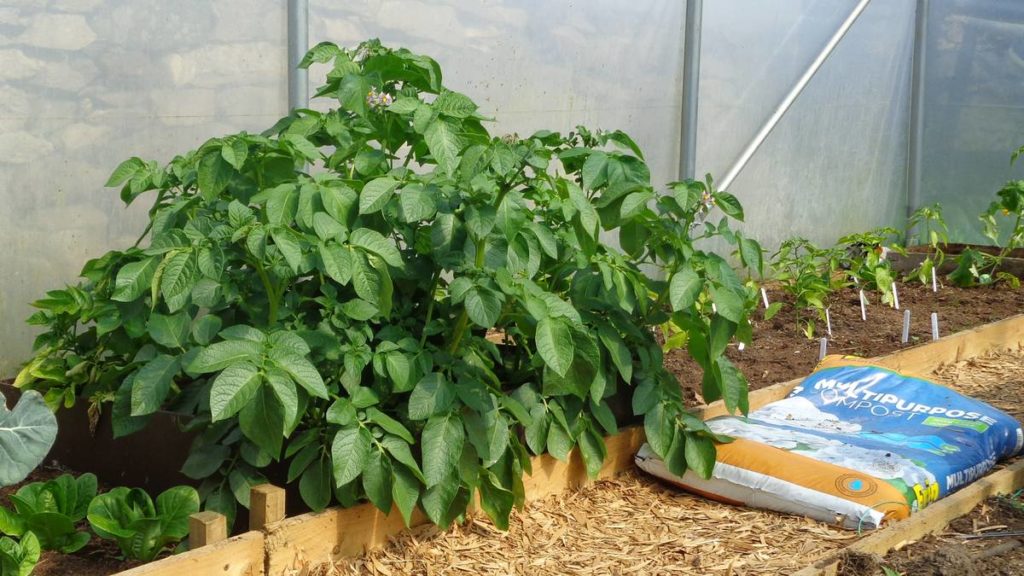 Potatoes Peppers Polytunnel