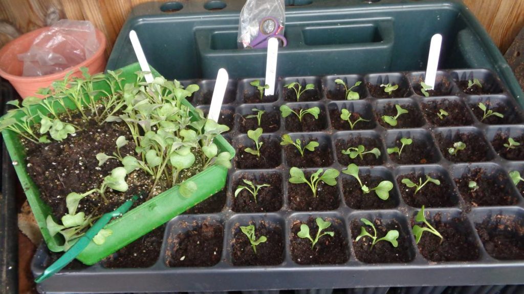 Pricking Out Brassicas