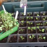 Pricking Out Brassicas