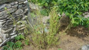 Redcurrant Without Leaves