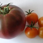 Black Russian Sungold Tomatoes
