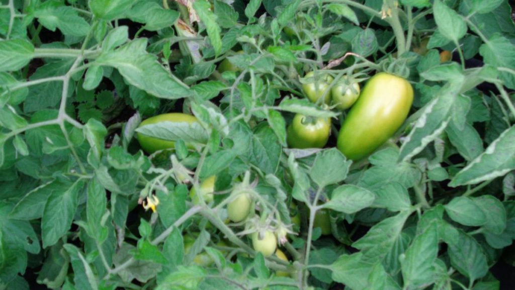 Outdoor Tomatoes