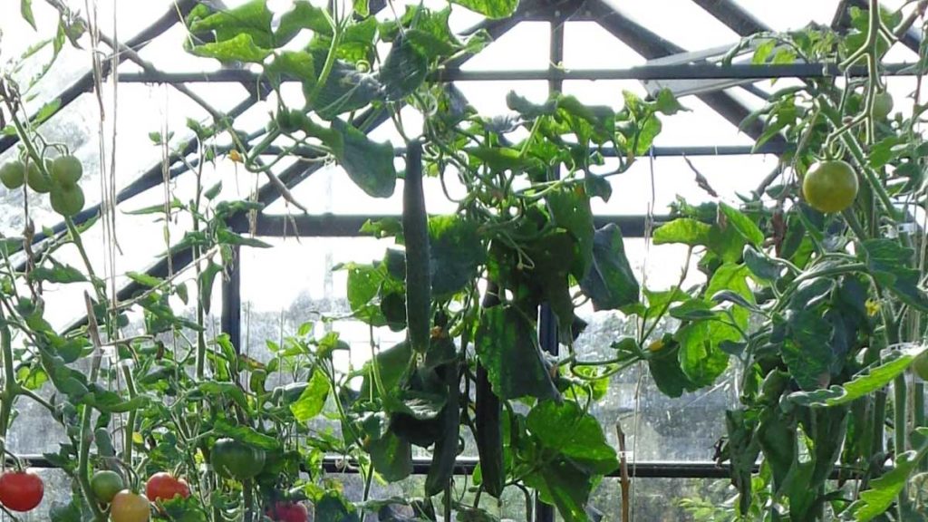 Cucumbers in Greenhouse