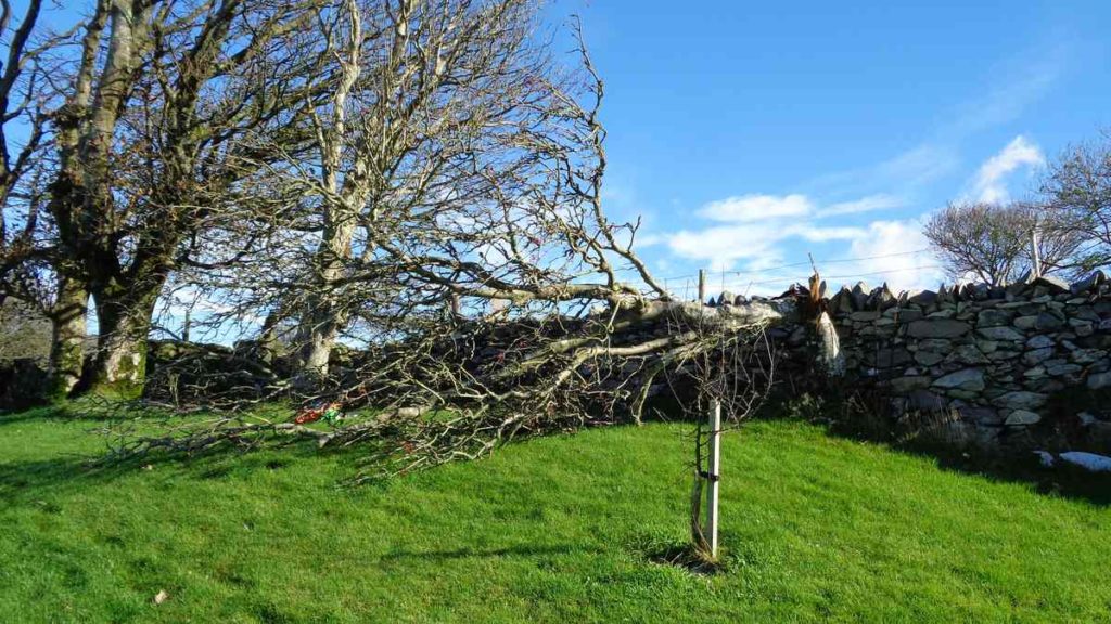 Fallen Rowan Tree