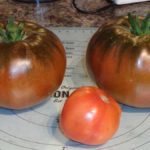 Large Black Russian Tomatoes