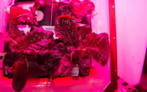Lettuce Growing International Space Station