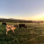 grazing ruminants