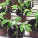 tomato plants study