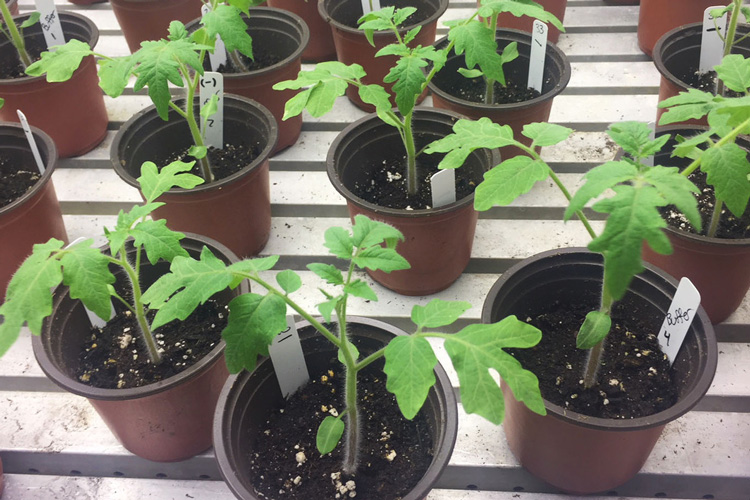 tomato plants study