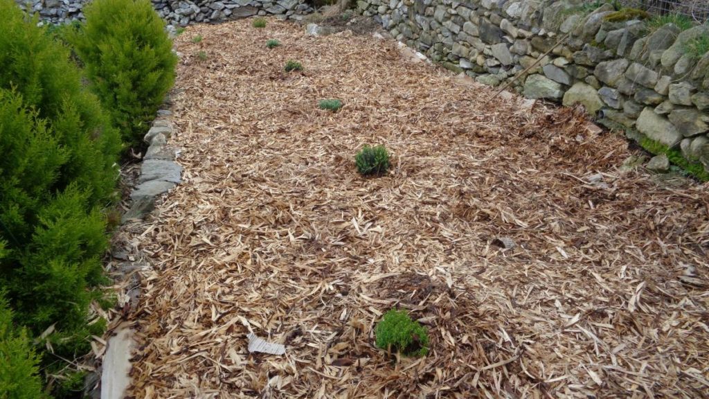 Hebes in Mulched Bed