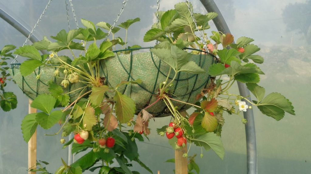 Hanging Basket Strawberries