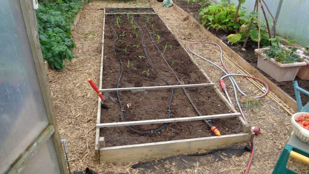 Polytunnel Centre Bed