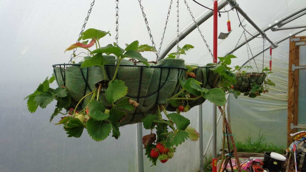 Strawberries in Hanging Basket