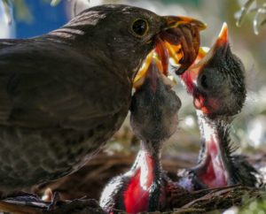 Bird Feeding Young with Worms