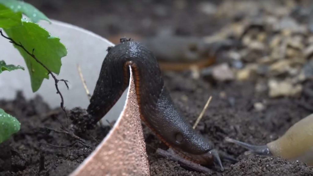 Slug Ignoring Copper Barrier