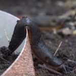 Slug Ignoring Copper Barrier