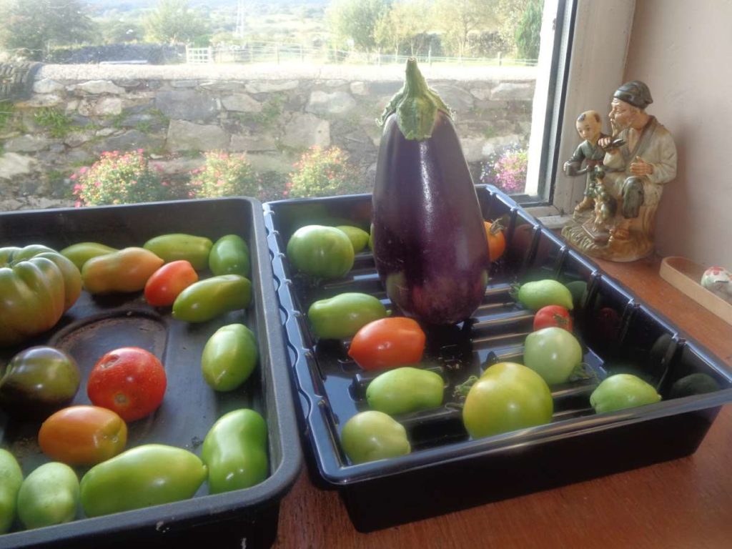 Aubergine with Ripening Tomatoes