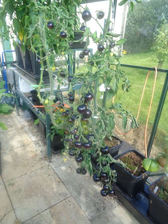 Indigo Rose Tomatoes
