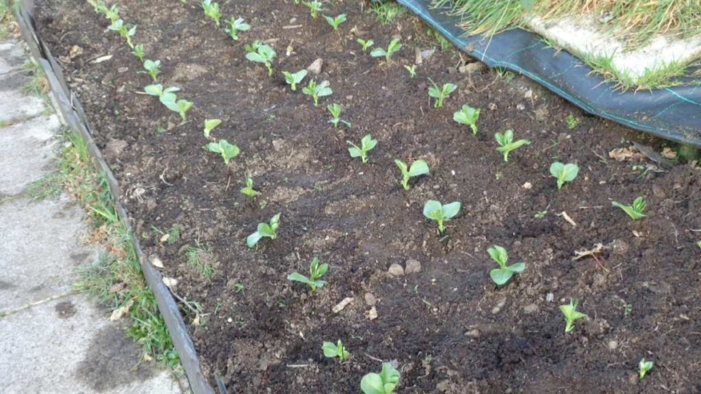 Young Broad Beans Plants