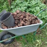 Harvesting Sarpo Mira Potatoes