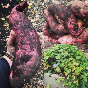 Harrod Horticultural Sweet Potatoes
