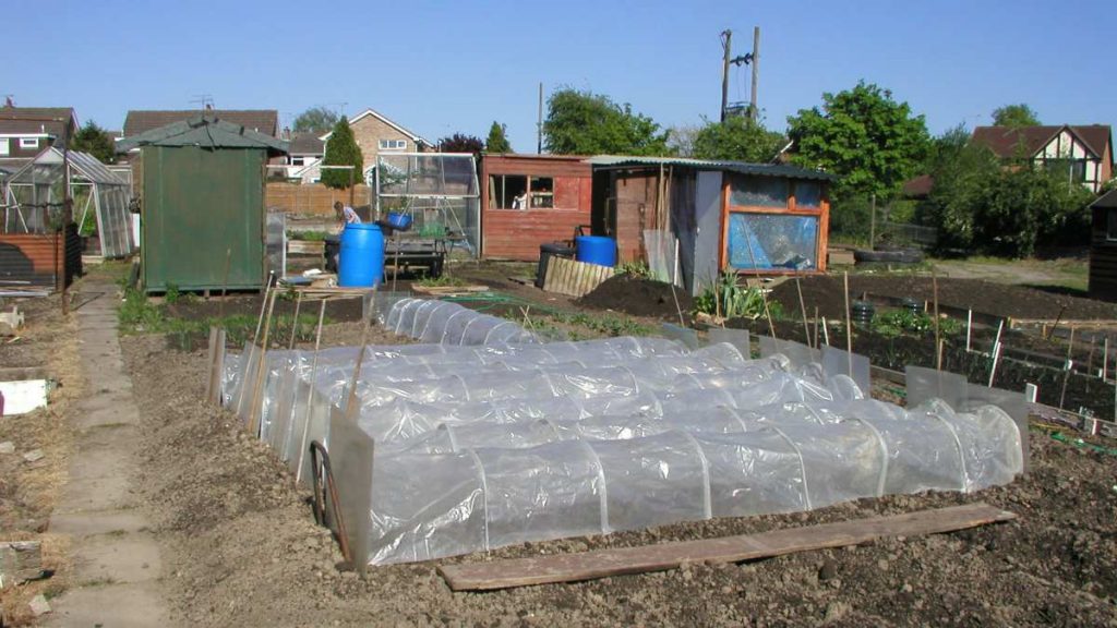 Sweetcorn Under Cloches in April
