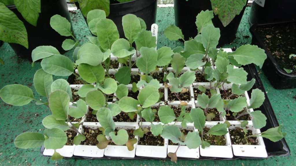 Cauliflower Cabbage Seedlings in Modules