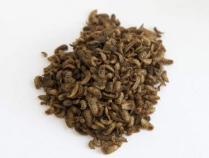 Dried Soldier Fly Grubs