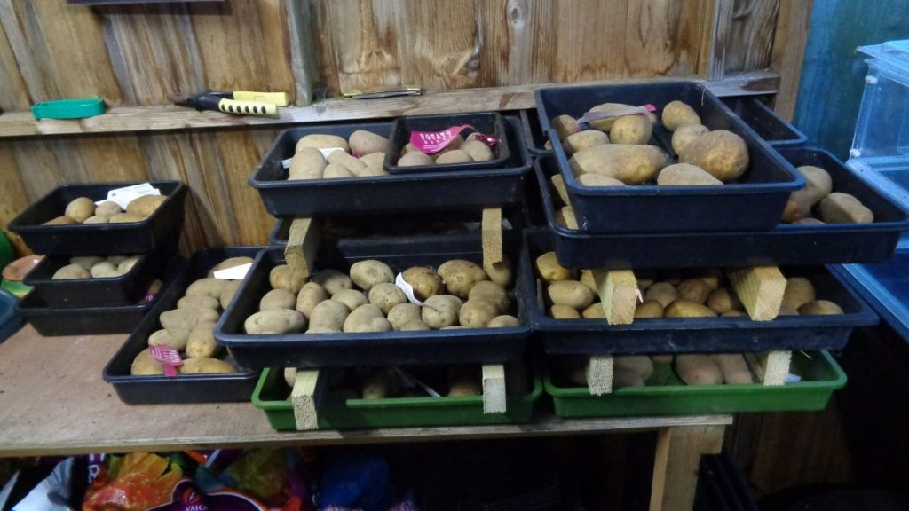 Potatoes Chitting