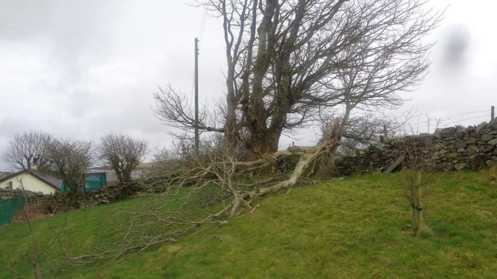 Storm Blown Fallen Tree
