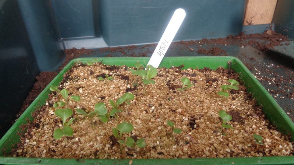 Cabbage seedlings in tray